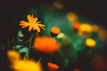 Beautiful yellow calendula flowers bloom on the meadow, among the grass, in the summer. These are...