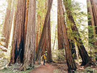 Man standing among tall redwood trees