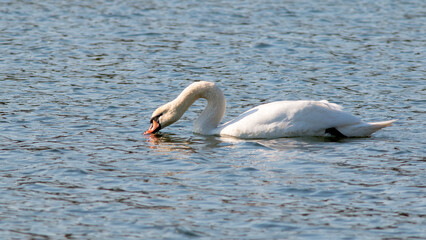 swans on the lake