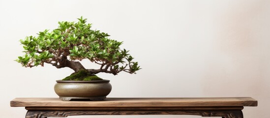 A green bonsai tree is placed on top of a vintage wooden table shelf. The ceramic vase holds the bonsai securely. The setup exudes a tranquil zen concept, perfect for interior decoration.