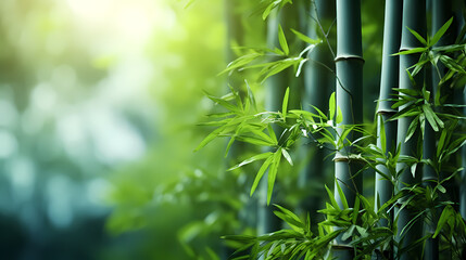 Bamboo forest, tall bamboo stalks, tranquil and Zen green background