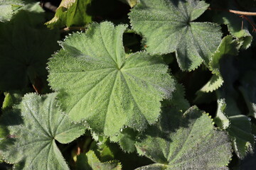 lady's mantle (Alchemilla) with water drops