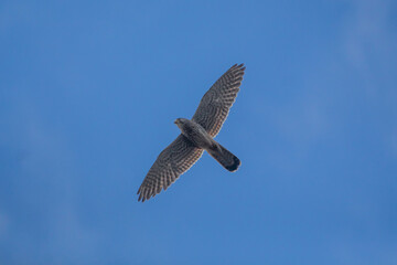 Kestrel soaring through the sky on a bright day in a scenic location