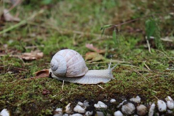 a white snail on moss