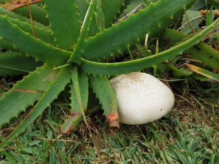 white mushroom next to aloe
