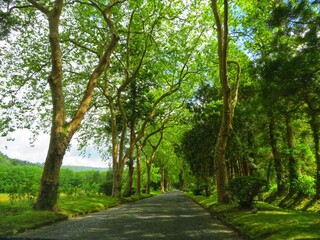 lovely street in the forest