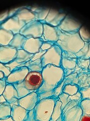Microscopic Views of Different Plant Tissues in Vivid Detail