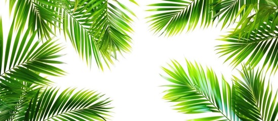 Numerous green palm leaves are arranged on a clean white background. The leaves are vibrant and tropical, creating a fresh and summery aesthetic. This composition offers ample space for text, making