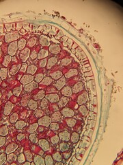 Microscopic Views of Different Plant Tissues in Vivid Detail