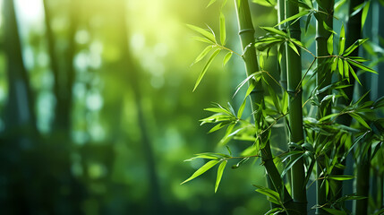 Green bamboo forest background, green bamboo swaying in the wind