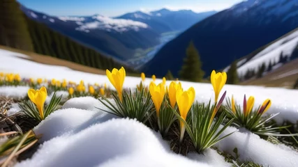 Gordijnen Spring yellow crocus flowers in mountains snowdrops early spring copy space march april botany plants fresh travel vacation valley © lidianureeva