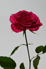 Red rose 