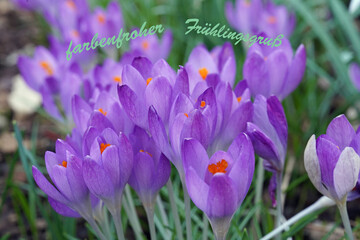 Frühlingsgruß