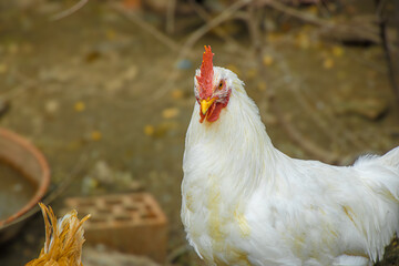 Multicolored hens in the field