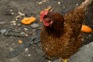 Multicolored hens in the field