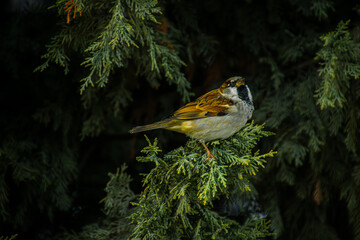 Male sparrow perched on spruce branch