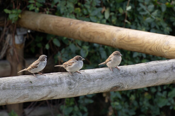 Group of sparrows perched on a fence