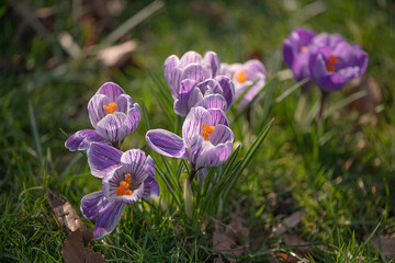 Fr&uuml;hlingsblumen