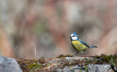 Blue tit (Parus caeruleus) resting on an old stone wall covered in moss