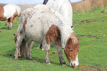 Wild ponies feeding in the rain	