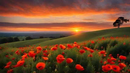 Tuinposter poppy field at sunset © Jack