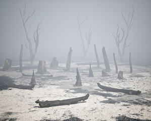 Burnt tree trunks in misty forest. - 748296988