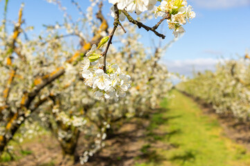 Splendor Among Fruit Trees: Detail of Plum Trees in Full Bloom.