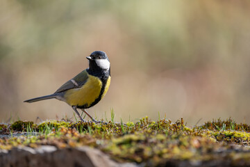 Mésange charbonnière (Parus major), sur un vieux mur de pierre recouvert de mousse