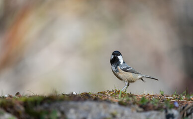 Mésange noire (Periparus ater) posée sur un vieux muret en pierre recouvert de mousse
