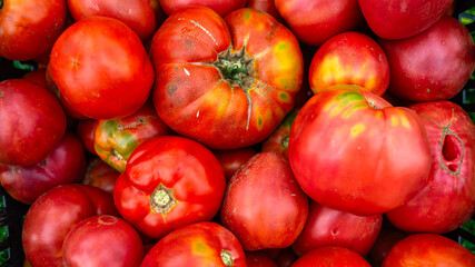 Ripe tomatoes from greenhouse. Home gardening of plants that suffers from severe drought and hot...