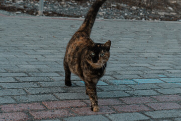 cute stray cat on the street looking at you with blue eyes