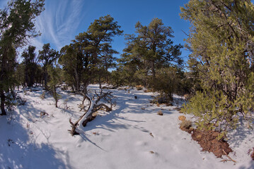 Frozen Forest at Grand Canyon Arizona