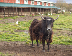 Hairy yak cows graze in a paddock on a farm.