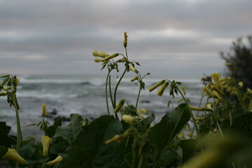 Fototapeta na wymiar Flowers in the beach