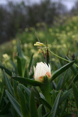 white flower in the garden