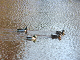 Mallard ducks, male and female swimming in the wetland waters of the Bombay Hook National Wildlife Refuge, Kent County, Delaware.