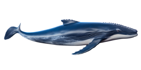 shark fish portrait PNG image 