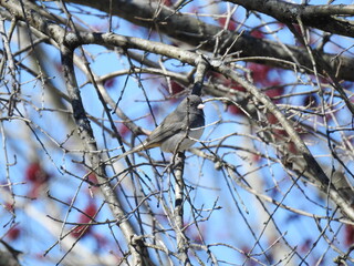 Dark-eyed junco perched on a branch in a woodland forest. Bombay Hook National Wildlife Refuge, Kent County, Delaware.