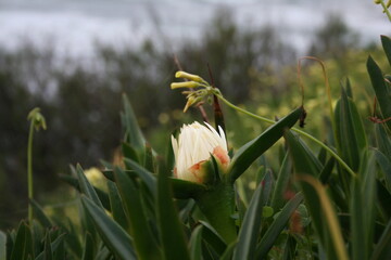 flowers in the grass