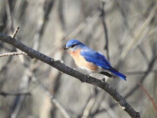 Obraz premium Eastern bluebird perched on a branch, in the woodland forest of the Bombay Hook National Wildlife Refuge, Kent County, Delaware.