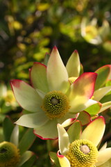 pink/red and yellow flower