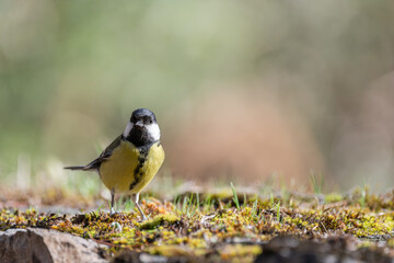 Mésange charbonnière (Parus major), sur un vieux mur de pierre recouvert de mousse