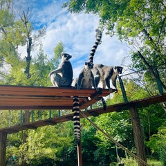 ring tailed lemur sitting on a tree