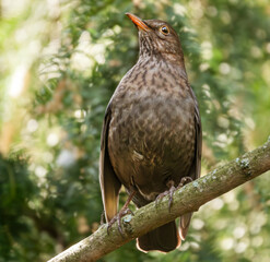 Amsel im Sonnenschein