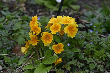 Des belles jaunes dans un parc