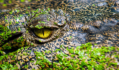 Saltwater Crocodile Eyr