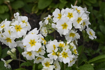 Des belles blanches dans un parc