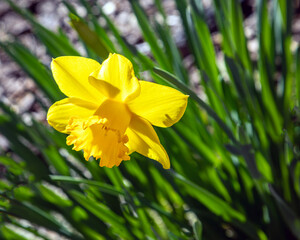 February Daffodil 2