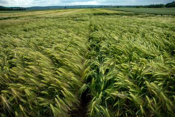 different varieties of cereal crops, waves of ears of corn, a dynamic moment in the wind