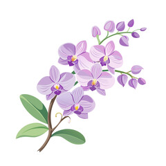 flower exotic lilac orchid branch